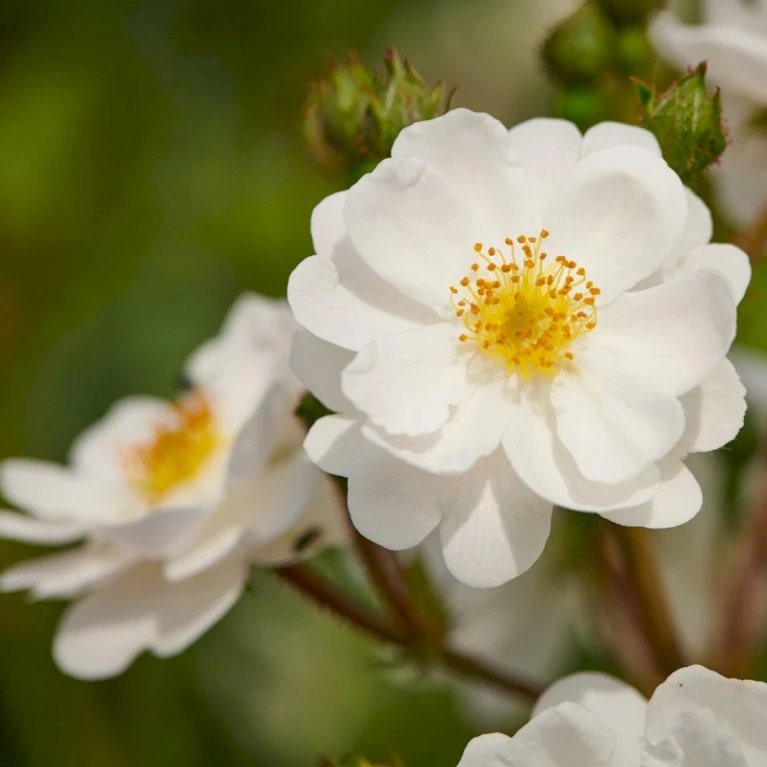 'Tumbling Waters'™ Rosa X 'Tumbling Waters'™ (Bunddækkerose) A-Kvalitet,- Barrods Roser Min. 3 Grene 1 'Tumbling Waters'™ Rosa X 'Tumbling Waters'™ (Bunddækkerose) A-Kvalitet,- Barrods Roser Min. 3 Grene