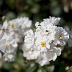 'Tumbling Waters'™ Rosa X 'Tumbling Waters'™ (Bunddækkerose) A-Kvalitet,- Barrods Roser Min. 3 Grene 14 'Tumbling Waters'™ Rosa X 'Tumbling Waters'™ (Bunddækkerose) A-Kvalitet,- Barrods Roser Min. 3 Grene -Sirius Butik p374 52015 rosa x tumbling waters bunddaekkerose 5940