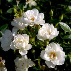 'Tumbling Waters'™ Rosa X 'Tumbling Waters'™ (Bunddækkerose) A-Kvalitet,- Barrods Roser Min. 3 Grene 15 'Tumbling Waters'™ Rosa X 'Tumbling Waters'™ (Bunddækkerose) A-Kvalitet,- Barrods Roser Min. 3 Grene -Sirius Butik p374 52016 rosa x tumbling waters bunddaekkerose abcb