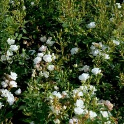 'Tumbling Waters'™ Rosa X 'Tumbling Waters'™ (Bunddækkerose) A-Kvalitet,- Barrods Roser Min. 3 Grene 16 'Tumbling Waters'™ Rosa X 'Tumbling Waters'™ (Bunddækkerose) A-Kvalitet,- Barrods Roser Min. 3 Grene -Sirius Butik p374 52017 rosa x tumbling waters bunddaekkerose d7ca