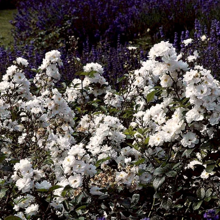 'Tumbling Waters'™ Rosa X 'Tumbling Waters'™ (Bunddækkerose) A-Kvalitet,- Barrods Roser Min. 3 Grene 6 'Tumbling Waters'™ Rosa X 'Tumbling Waters'™ (Bunddækkerose) A-Kvalitet,- Barrods Roser Min. 3 Grene - Billede 6