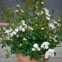 'Tumbling Waters'™ Rosa X 'Tumbling Waters'™ (Bunddækkerose) A-Kvalitet,- Barrods Roser Min. 3 Grene 18 'Tumbling Waters'™ Rosa X 'Tumbling Waters'™ (Bunddækkerose) A-Kvalitet,- Barrods Roser Min. 3 Grene -Sirius Butik p374 52019 rosa x tumbling waters bunddaekkerose df35