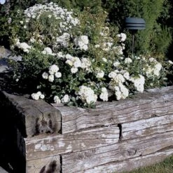 'Tumbling Waters'™ Rosa X 'Tumbling Waters'™ (Bunddækkerose) A-Kvalitet,- Barrods Roser Min. 3 Grene 19 'Tumbling Waters'™ Rosa X 'Tumbling Waters'™ (Bunddækkerose) A-Kvalitet,- Barrods Roser Min. 3 Grene -Sirius Butik p374 52020 rosa x tumbling waters bunddaekkerose aa4e