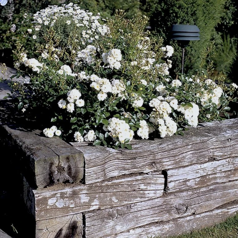 'Tumbling Waters'™ Rosa X 'Tumbling Waters'™ (Bunddækkerose) A-Kvalitet,- Barrods Roser Min. 3 Grene 8 'Tumbling Waters'™ Rosa X 'Tumbling Waters'™ (Bunddækkerose) A-Kvalitet,- Barrods Roser Min. 3 Grene - Billede 8