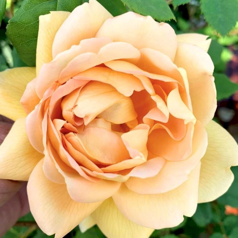 'Roald Dahl' Rosa X 'Roald Dahl' (Engelsk Rose) A-Kvalitet,- Barrods Roser Min. 3 Grene 8 'Roald Dahl' Rosa X 'Roald Dahl' (Engelsk Rose) A-Kvalitet,- Barrods Roser Min. 3 Grene - Billede 8