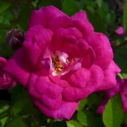 'Perla De Alcañada' Rosa X 'Perla De Alcañada' (Bunddækkerose) A-Kvalitet,- Barrods Roser Min. 3 Grene 5 'Perla De Alcañada' Rosa X 'Perla De Alcañada' (Bunddækkerose) A-Kvalitet,- Barrods Roser Min. 3 Grene -Sirius Butik p37509 53359 rosa x perla de alcanada bunddaekkerose 3268