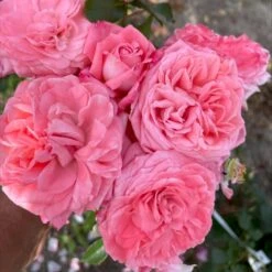 'The Most Beautiful'™ Rosa X 'The Most Beautiful'™ A-Kvalitet,- Barrods Roser Min. 3 Grene -Sirius Butik p37510 53469 rosa x the most beautiful 6656