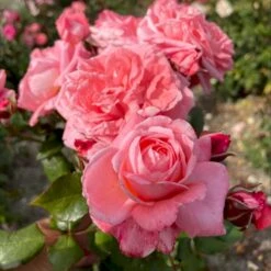'The Most Beautiful'™ Rosa X 'The Most Beautiful'™ A-Kvalitet,- Barrods Roser Min. 3 Grene -Sirius Butik p37510 53470 rosa x the most beautiful 837a