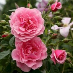 'Camelot'® Rosa X 'Camelot'® (Slyngrose) A-Kvalitet,- Barrods Roser Min. 3 Grene