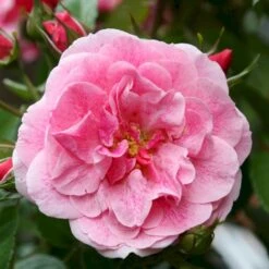 'Camelot'® Rosa X 'Camelot'® (Slyngrose) A-Kvalitet,- Barrods Roser Min. 3 Grene -Sirius Butik p37513 54018 rosa x camelot slyngrose 94ce