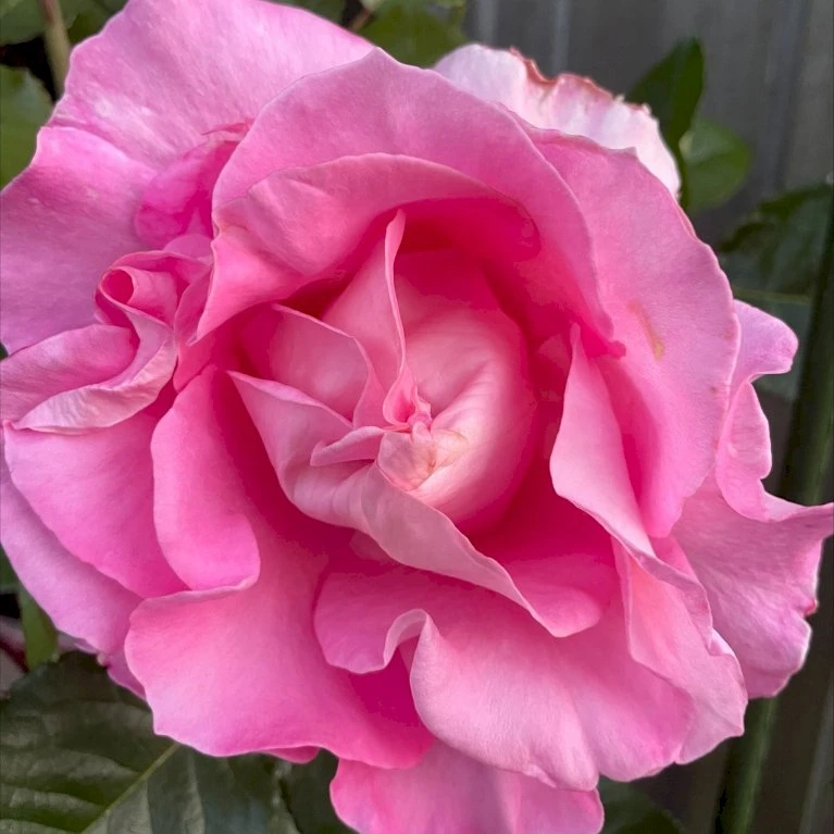 'Hella Joof'™ Rosa X 'Hella Joof'™ (Buketrose) A-Kvalitet,- Barrods Roser Min. 3 Grene 1 'Hella Joof'™ Rosa X 'Hella Joof'™ (Buketrose) A-Kvalitet,- Barrods Roser Min. 3 Grene