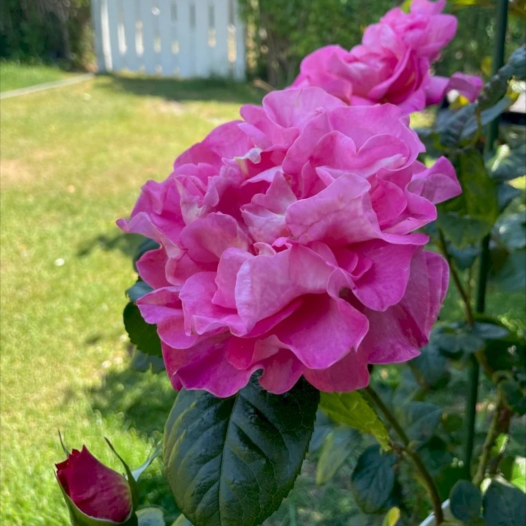 'Hella Joof'™ Rosa X 'Hella Joof'™ (Buketrose) A-Kvalitet,- Barrods Roser Min. 3 Grene 3 'Hella Joof'™ Rosa X 'Hella Joof'™ (Buketrose) A-Kvalitet,- Barrods Roser Min. 3 Grene - Billede 3