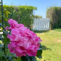 'Hella Joof'™ Rosa X 'Hella Joof'™ (Buketrose) A-Kvalitet,- Barrods Roser Min. 3 Grene 8 'Hella Joof'™ Rosa X 'Hella Joof'™ (Buketrose) A-Kvalitet,- Barrods Roser Min. 3 Grene -Sirius Butik p37514 53266 rosa x hella joof buketrose 626f