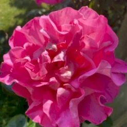 'Hella Joof'™ Rosa X 'Hella Joof'™ (Buketrose) A-Kvalitet,- Barrods Roser Min. 3 Grene 9 'Hella Joof'™ Rosa X 'Hella Joof'™ (Buketrose) A-Kvalitet,- Barrods Roser Min. 3 Grene -Sirius Butik p37514 53267 rosa x hella joof buketrose ef29