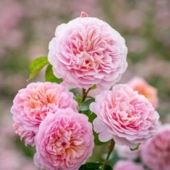 'Eustacia Vye' (syn. STS. Francis And Claire) Rosa X 'Eustacia Vye' (Engelsk Rose) A-Kvalitet,- Barrods Roser Min. 3 Grene -Sirius Butik p37517 52983 rosa x eustacia vye engelsk rose a71f