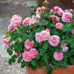 'Eustacia Vye' (syn. STS. Francis And Claire) Rosa X 'Eustacia Vye' (Engelsk Rose) A-Kvalitet,- Barrods Roser Min. 3 Grene -Sirius Butik p37517 52984 rosa x eustacia vye engelsk rose 8bc4
