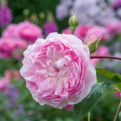 'Silas Marner'™ Rosa X 'Silas Marner'™ (Engelsk Rose) A-Kvalitet,- Barrods Roser Min. 3 Grene -Sirius Butik p37520 53121 rosa x silas marner engelsk rose f8fb