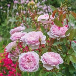 'Silas Marner'™ Rosa X 'Silas Marner'™ (Engelsk Rose) A-Kvalitet,- Barrods Roser Min. 3 Grene -Sirius Butik p37520 53122 rosa x silas marner engelsk rose fdef