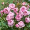 'The Mill On The Floss'™ Rosa X 'The Mill On The Floss'™ (Engelsk Rose) A-Kvalitet,- Barrods Roser Min. 3 Grene