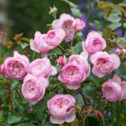 'The Mill On The Floss'™ Rosa X 'The Mill On The Floss'™ (Engelsk Rose) A-Kvalitet,- Barrods Roser Min. 3 Grene 5 'The Mill On The Floss'™ Rosa X 'The Mill On The Floss'™ (Engelsk Rose) A-Kvalitet,- Barrods Roser Min. 3 Grene -Sirius Butik p37521 53194 rosa x the mill on the floss engelsk rose 5864