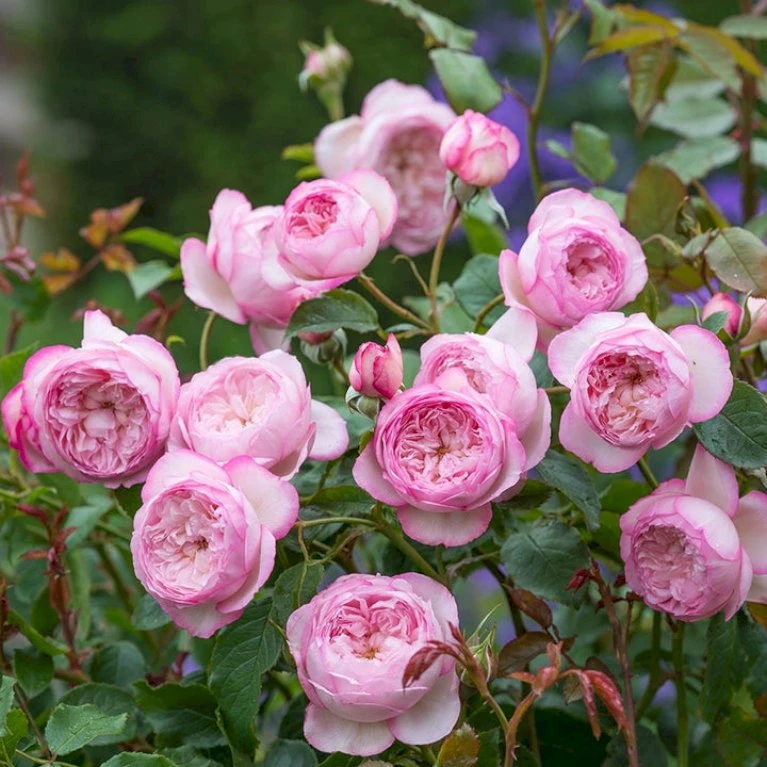 'The Mill On The Floss'™ Rosa X 'The Mill On The Floss'™ (Engelsk Rose) A-Kvalitet,- Barrods Roser Min. 3 Grene 3 'The Mill On The Floss'™ Rosa X 'The Mill On The Floss'™ (Engelsk Rose) A-Kvalitet,- Barrods Roser Min. 3 Grene - Billede 3