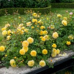 'The Poet's Wife' Rosa X 'The Poet's Wife' (Engelsk Rose) A-Kvalitet,- Barrods Roser Min. 3 Grene -Sirius Butik p37522 53209 rosa x the poet s wife engelsk rose e917