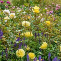 'The Poet's Wife' Rosa X 'The Poet's Wife' (Engelsk Rose) A-Kvalitet,- Barrods Roser Min. 3 Grene -Sirius Butik p37522 53212 rosa x the poet s wife engelsk rose a17b