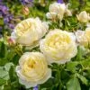 'Vanessa Bell'™ Rosa X 'Vanessa Bell'™ (Engelsk Rose) A-Kvalitet,- Barrods Roser Min. 3 Grene