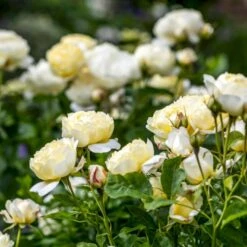 'Vanessa Bell'™ Rosa X 'Vanessa Bell'™ (Engelsk Rose) A-Kvalitet,- Barrods Roser Min. 3 Grene 12 'Vanessa Bell'™ Rosa X 'Vanessa Bell'™ (Engelsk Rose) A-Kvalitet,- Barrods Roser Min. 3 Grene -Sirius Butik p37523 53234 rosa x vanessa bell engelsk rose d1dd