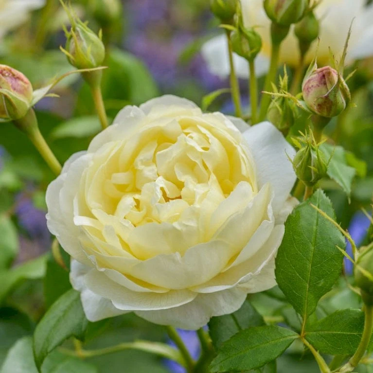 'Vanessa Bell'™ Rosa X 'Vanessa Bell'™ (Engelsk Rose) A-Kvalitet,- Barrods Roser Min. 3 Grene 5 'Vanessa Bell'™ Rosa X 'Vanessa Bell'™ (Engelsk Rose) A-Kvalitet,- Barrods Roser Min. 3 Grene - Billede 5