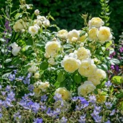 'Vanessa Bell'™ Rosa X 'Vanessa Bell'™ (Engelsk Rose) A-Kvalitet,- Barrods Roser Min. 3 Grene 15 'Vanessa Bell'™ Rosa X 'Vanessa Bell'™ (Engelsk Rose) A-Kvalitet,- Barrods Roser Min. 3 Grene -Sirius Butik p37523 53237 rosa x vanessa bell engelsk rose cc0a
