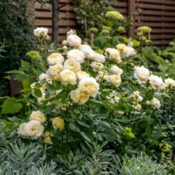 'Vanessa Bell'™ Rosa X 'Vanessa Bell'™ (Engelsk Rose) A-Kvalitet,- Barrods Roser Min. 3 Grene 16 'Vanessa Bell'™ Rosa X 'Vanessa Bell'™ (Engelsk Rose) A-Kvalitet,- Barrods Roser Min. 3 Grene -Sirius Butik p37523 53238 rosa x vanessa bell engelsk rose 0561