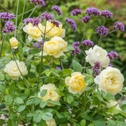 'Vanessa Bell'™ Rosa X 'Vanessa Bell'™ (Engelsk Rose) A-Kvalitet,- Barrods Roser Min. 3 Grene 17 'Vanessa Bell'™ Rosa X 'Vanessa Bell'™ (Engelsk Rose) A-Kvalitet,- Barrods Roser Min. 3 Grene -Sirius Butik p37523 53239 rosa x vanessa bell engelsk rose c0c6