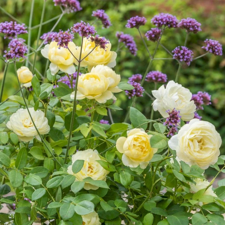 'Vanessa Bell'™ Rosa X 'Vanessa Bell'™ (Engelsk Rose) A-Kvalitet,- Barrods Roser Min. 3 Grene 8 'Vanessa Bell'™ Rosa X 'Vanessa Bell'™ (Engelsk Rose) A-Kvalitet,- Barrods Roser Min. 3 Grene - Billede 8