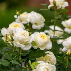 'Vanessa Bell'™ Rosa X 'Vanessa Bell'™ (Engelsk Rose) A-Kvalitet,- Barrods Roser Min. 3 Grene 18 'Vanessa Bell'™ Rosa X 'Vanessa Bell'™ (Engelsk Rose) A-Kvalitet,- Barrods Roser Min. 3 Grene -Sirius Butik p37523 53240 rosa x vanessa bell engelsk rose 5e95