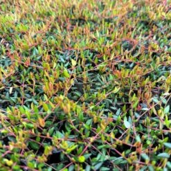 Vild Tranebær Vaccinium Oxycoccus 10 Cm. Potte -Sirius Butik p37595 51183 vaccinium oxycoccus 5151