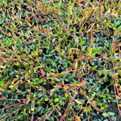 Vild Tranebær Vaccinium Oxycoccus 10 Cm. Potte -Sirius Butik p37595 51184 vaccinium oxycoccus 4eb3