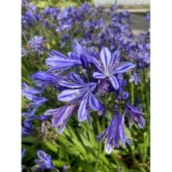 Skærmlilje 'Charlotte' Agapanthus Hybrid 'Charlotte' 2 Liter Potte -Sirius Butik p37598 50968 agapanthus hybrid charlotte cbb1