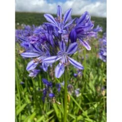 Skærmlilje 'Charlotte' Agapanthus Hybrid 'Charlotte' 2 Liter Potte -Sirius Butik p37598 50970 agapanthus hybrid charlotte 4e16