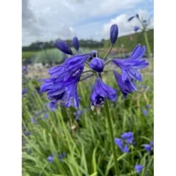 Skærmlilje 'Northern Star' Agapanthus Hybrid 'Northern Star' 2 Liter Potte -Sirius Butik p37599 50973 agapanthus northern star 27f7