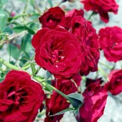 'Velvet Cover'® Rosa X 'Velvet Cover'® (Bunddækkerose) A-Kvalitet,- Barrods Roser Min. 3 Grene -Sirius Butik p375 52022 rosa x velvet cover bunddaekkerose 561d