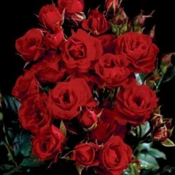 'Velvet Cover'® Rosa X 'Velvet Cover'® (Bunddækkerose) A-Kvalitet,- Barrods Roser Min. 3 Grene -Sirius Butik p375 52023 rosa x velvet cover bunddaekkerose c3b1