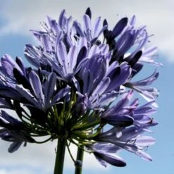 Skærmlilje 'Black Buddhist' Agapanthus Hybrid 'Black Buddhist' 2 Liter Potte -Sirius Butik p37600 50976 agapanthus hybrid black buddhist aa23