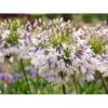 Skærmlilje 'Fireworks' Agapanthus Hybrid 'Fireworks' 2 Liter Potte