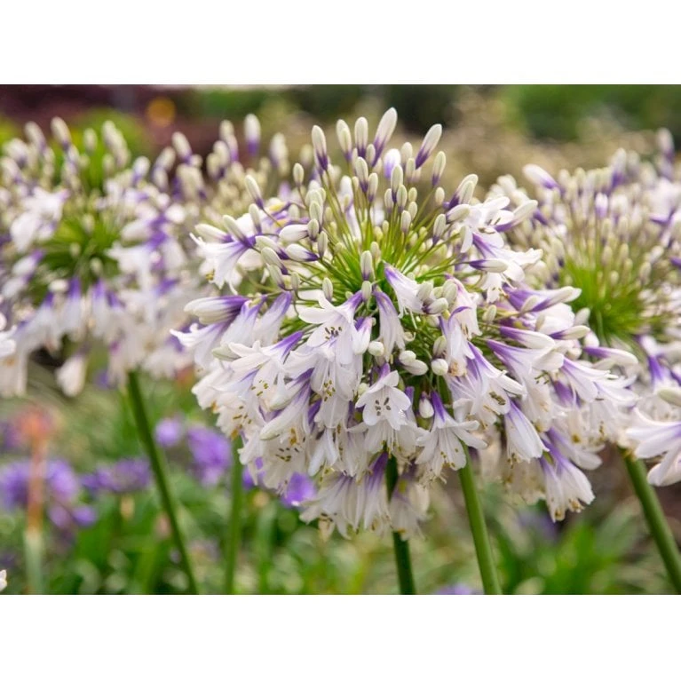 Skærmlilje 'Fireworks' Agapanthus Hybrid 'Fireworks' 2 Liter Potte 1 Skærmlilje 'Fireworks' Agapanthus Hybrid 'Fireworks' 2 Liter Potte