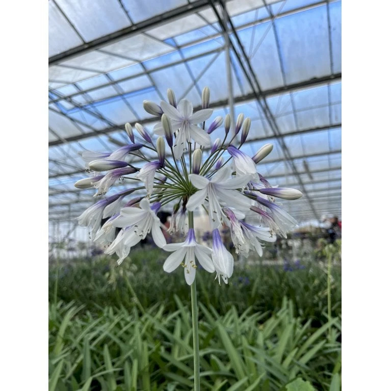 Skærmlilje 'Fireworks' Agapanthus Hybrid 'Fireworks' 2 Liter Potte 3 Skærmlilje 'Fireworks' Agapanthus Hybrid 'Fireworks' 2 Liter Potte - Billede 3