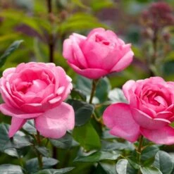 'Desirée'® Rosa X 'Desirée'® (Storblomstrende) A-Kvalitet,- Barrods Roser Min. 3 Grene -Sirius Butik p37626 53970 rosa x desiree storblomstrende 1dee