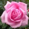 'Millie Rose' Rosa X 'Millie Rose' (Storblomstrende) A-Kvalitet,- Barrods Roser Min. 3 Grene
