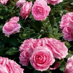 'Millie Rose' Rosa X 'Millie Rose' (Storblomstrende) A-Kvalitet,- Barrods Roser Min. 3 Grene 9 'Millie Rose' Rosa X 'Millie Rose' (Storblomstrende) A-Kvalitet,- Barrods Roser Min. 3 Grene -Sirius Butik p37627 53455 rosa x millie rose storblomstrende b0f5