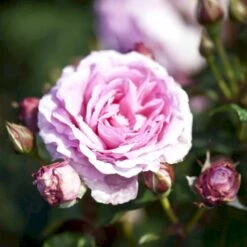 'Millie Rose' Rosa X 'Millie Rose' (Storblomstrende) A-Kvalitet,- Barrods Roser Min. 3 Grene 13 'Millie Rose' Rosa X 'Millie Rose' (Storblomstrende) A-Kvalitet,- Barrods Roser Min. 3 Grene -Sirius Butik p37627 53459 rosa x millie rose storblomstrende b4b4